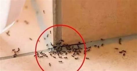 虎符風水 家裡出現大螞蟻